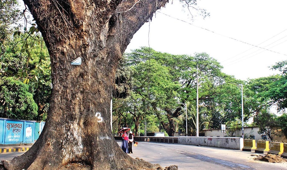 কাটা হবে না শতবর্ষী গাছ
