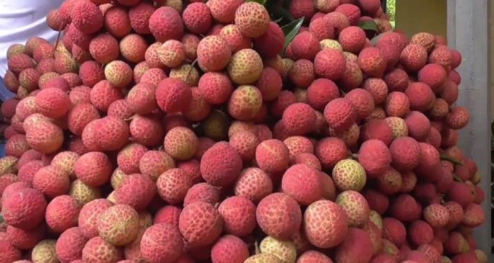 দিনাজপুরে ২ হাজার কোটি টাকার লিচু উৎপাদনের আশা