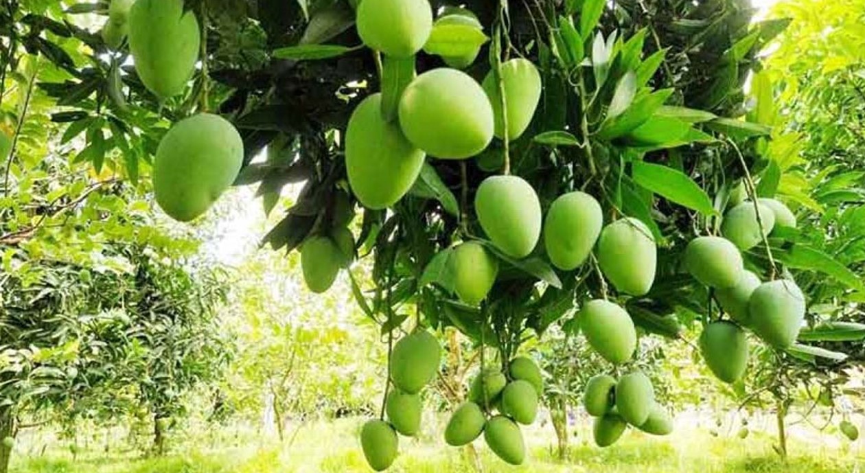 রাজশাহীতে আম উৎপাদন কমার শঙ্কা, এক বছরে উজাড় ৫৪১ হেক্টর বাগান