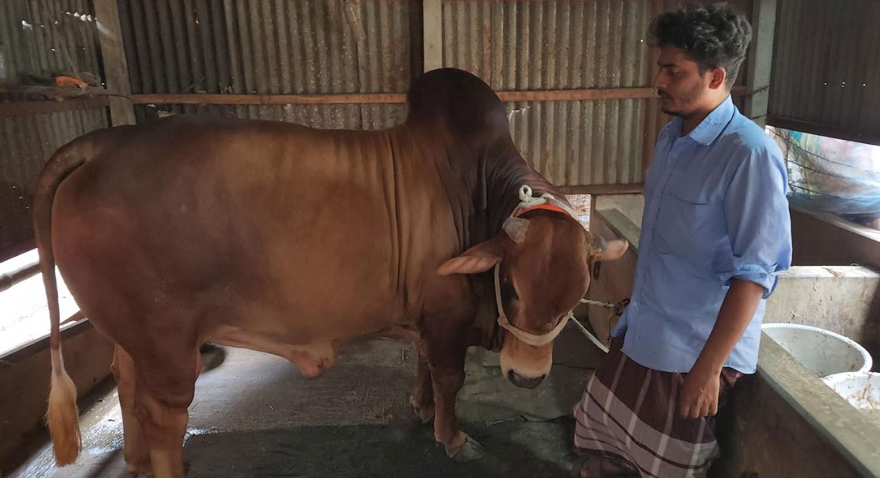 রাজবাড়ীর রাজার দাম ৮ লাখ টাকা, ওজন ২০ মণ