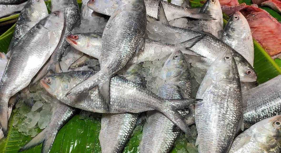 ব্রয়লার ১৯৫, ভরা মৌসুমেও ইলিশের দাম চড়া
