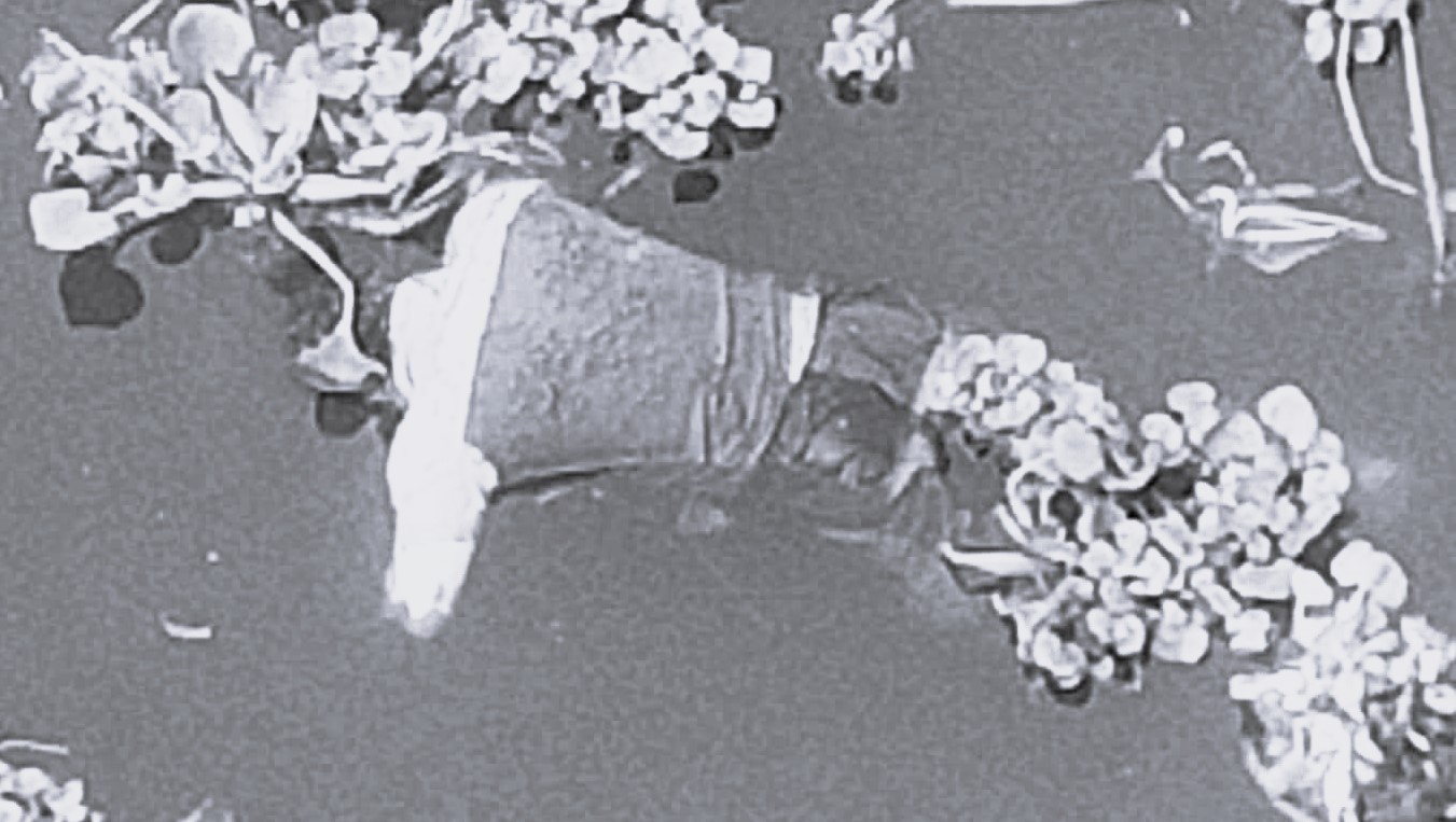 বাঞ্ছারামপুরে তিতাস থেকে যুবকের মরদেহ উদ্ধার