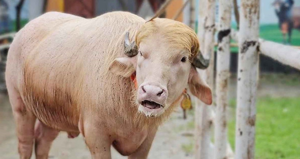 এবার কোরবানির অপেক্ষায় ‘ডোনাল্ড ট্রাম্প’