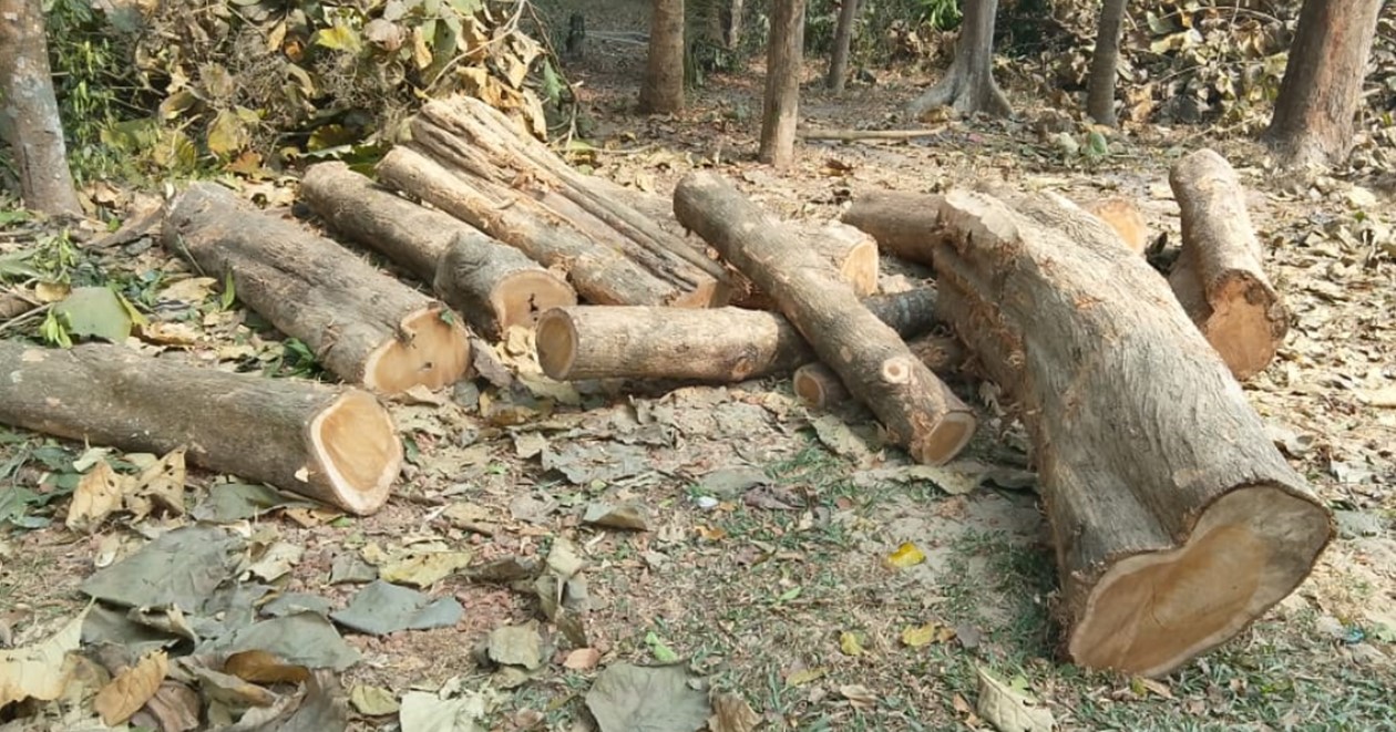 ফটিকছড়িতে সরকারি গাছ কাটার দায়ে ইউপি চেয়ারম্যান বরখাস্ত