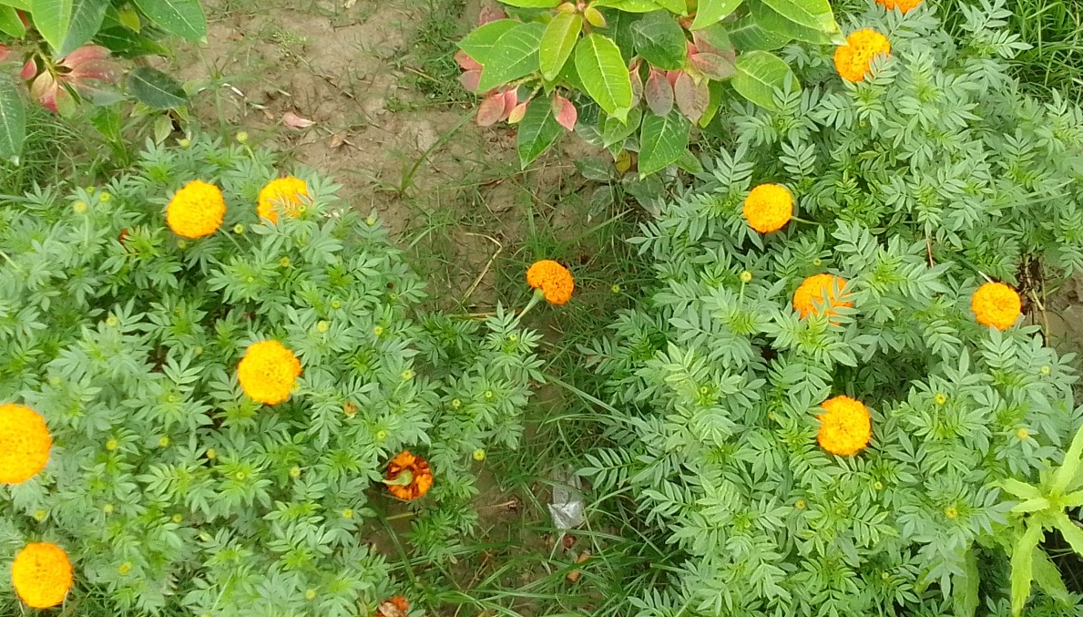 গ্রীষ্মকাল: প্রকৃতিতে মিলেছে নতুন দিগন্ত 