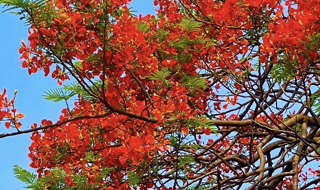 কৃষ্ণচূড়ার রঙে রঙিন বাঞ্ছারামপুর