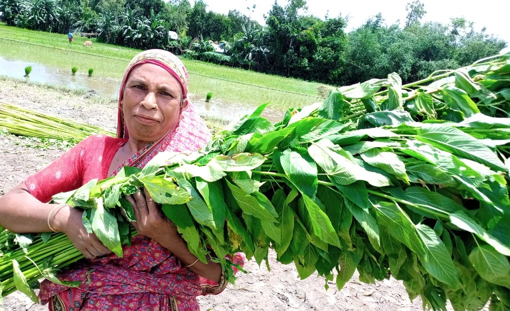 সোনালী আঁশে সোনার স্বপ্ন দেখছেন সোনাতলার কৃষক
