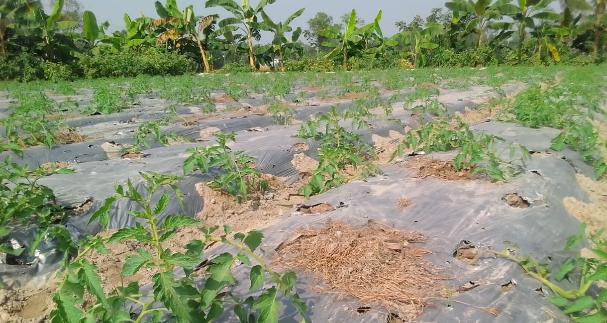 লালমনিরহাটে টমেটো চাষ বাড়ছে