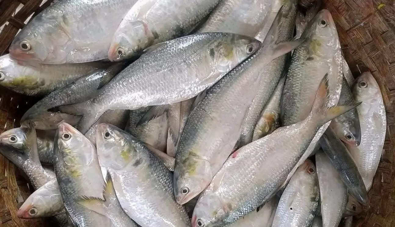 ইলিশের বাজারে আকাল, দাম শুনে ক্রেতাদের মাথায় হাত