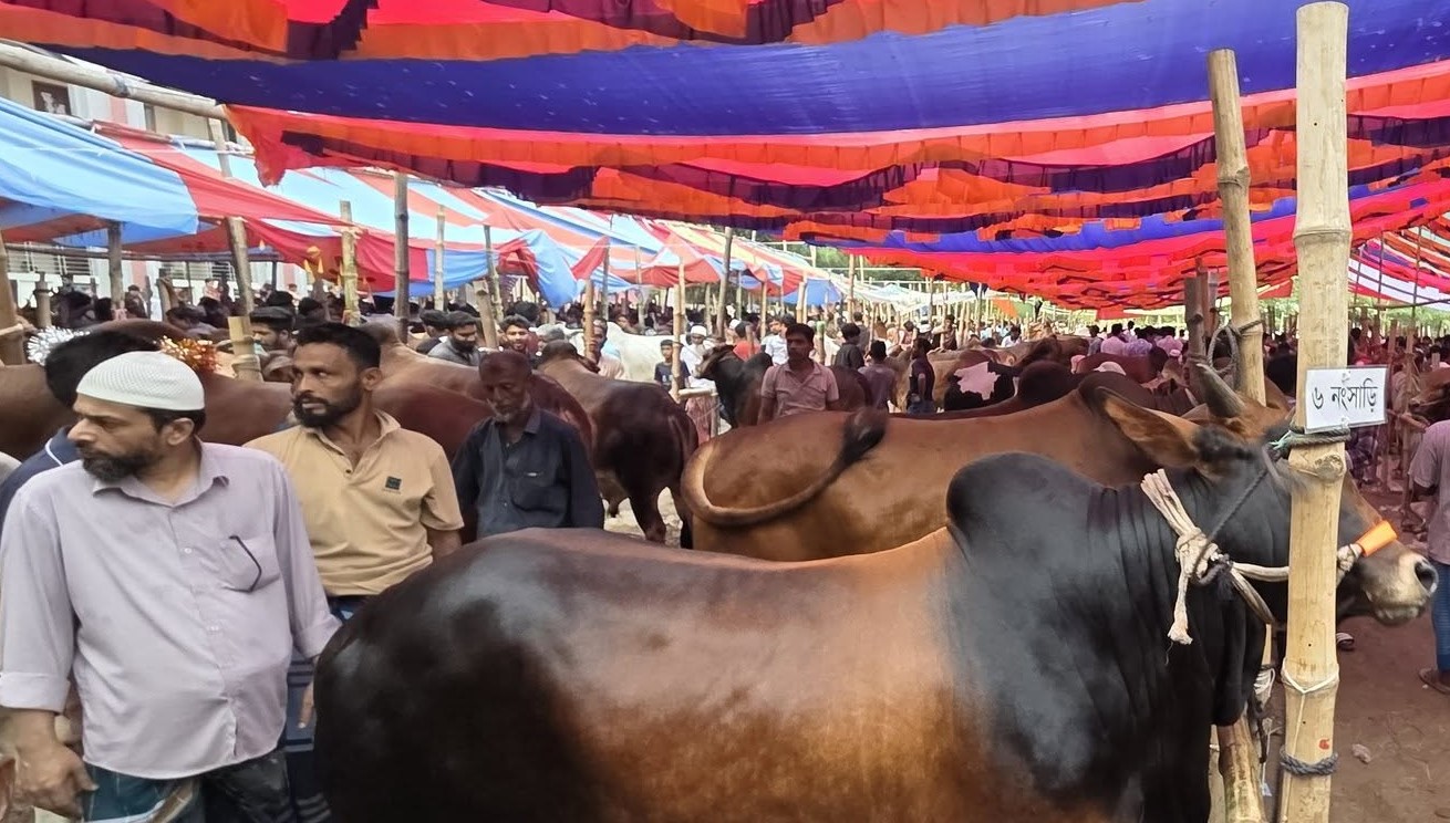 বাঞ্ছারামপুরের শিক্ষাপ্রতিষ্ঠান গরু ছাগলের দখলে