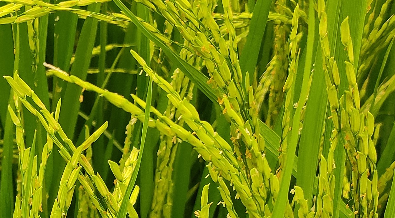 বোরো ধানের শীষে দোল খাচ্ছে গোমস্তাপুরের কৃষকের স্বপ্ন