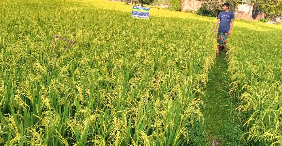 সোনাতলায় কৃষকের বুক ভরা স্বপ্ন মাঠে দোল খাচ্ছে