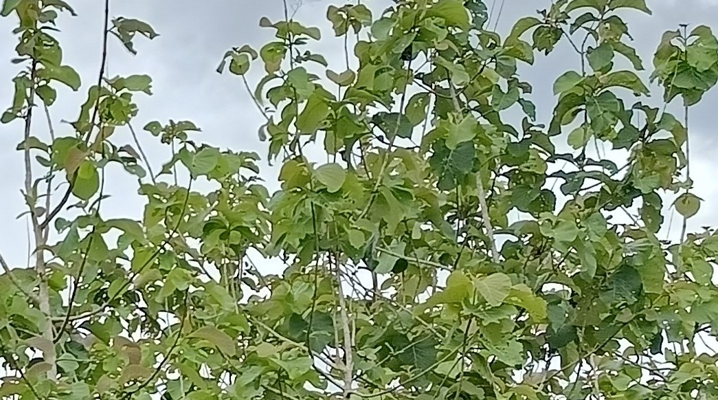 লংগদুতে সেগুন বনায়নে বিপন্ন প্রকৃতি