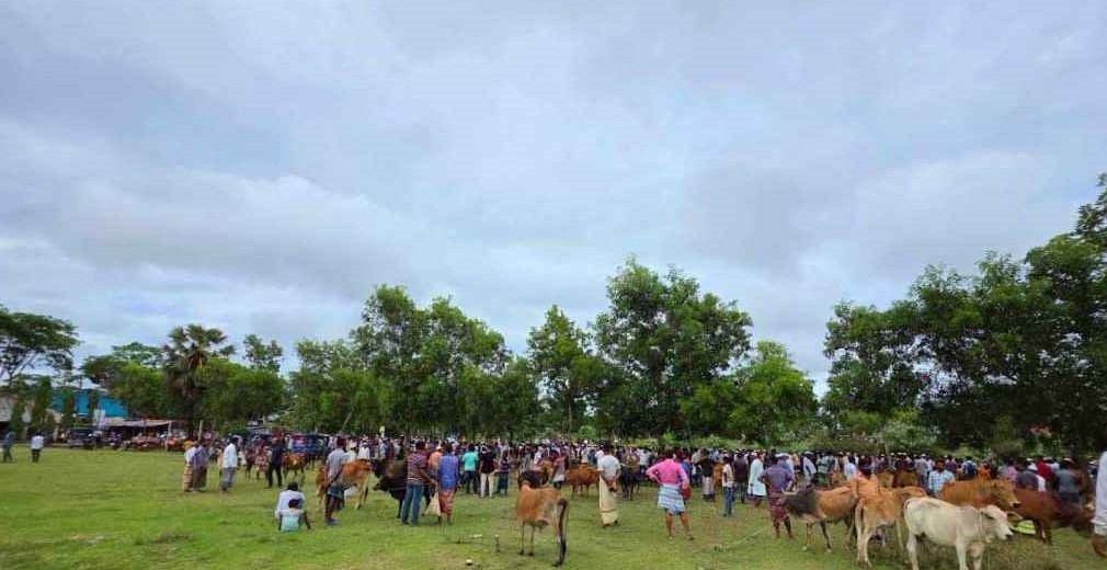 মহিপুরে বিদ্যালয়ের মাঠে গরুর হাট