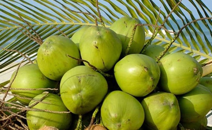 খালি পেটে ডাবের পানি খেলে শরীরে যা ঘটে