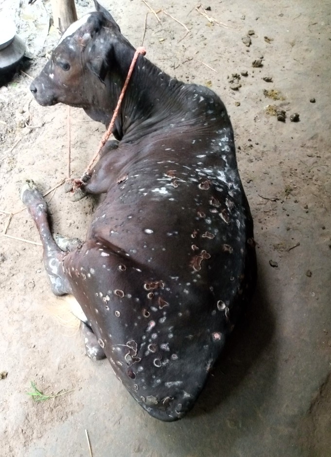 সোনাতলায় লাম্পিস্কিন রোগে ভুগছে অসংখ্য গরু, মৃত্যু শতাধিক