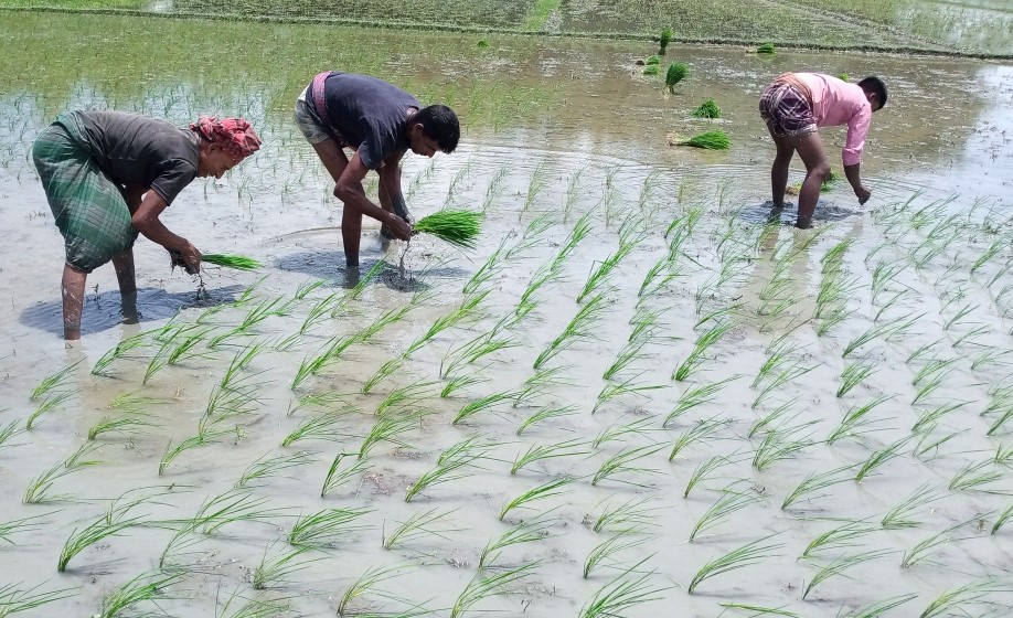 সোনাতলায় আমন ধানের চারা রোপণে ব্যস্ত কৃষক 