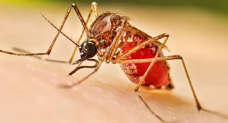 ডেঙ্গুতে ৪ জনের মৃত্যু, হাসপাতালে ভর্তি ২৪৭