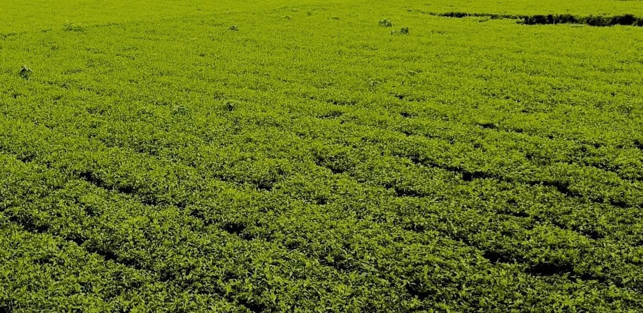 ১০ দফা দাবি আদায়ে মৌলভীবাজারে চা-শ্রমিকরা