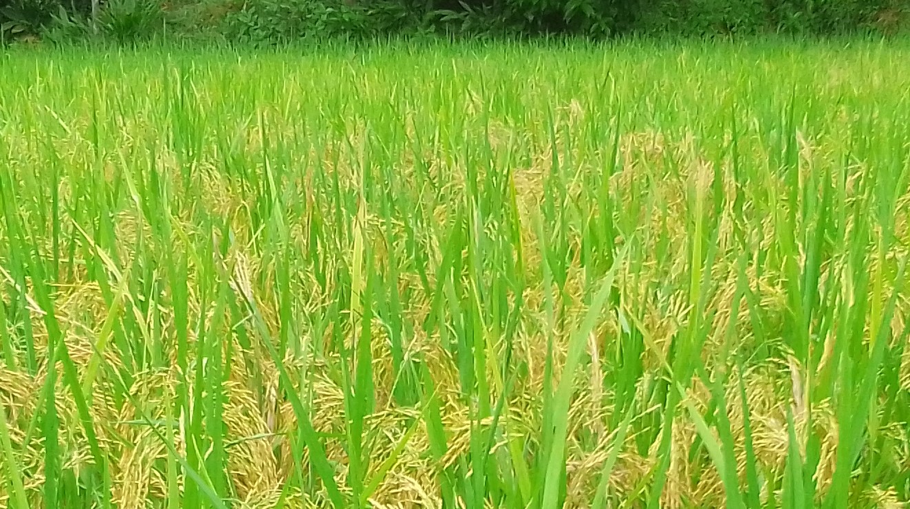 লালমনিরহাটের মাঠ জুড়ে শোভা পাচ্ছে সোনালী ধানের শীষ
