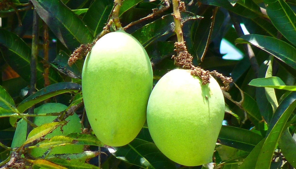 কাঁচা আম খেলে শরীরে যা ঘটে