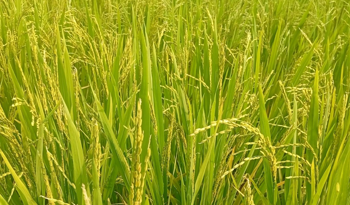 লালমনিরহাটের মাঠ জুড়ে শোভা পাচ্ছে সোনালী ধানের শীষ