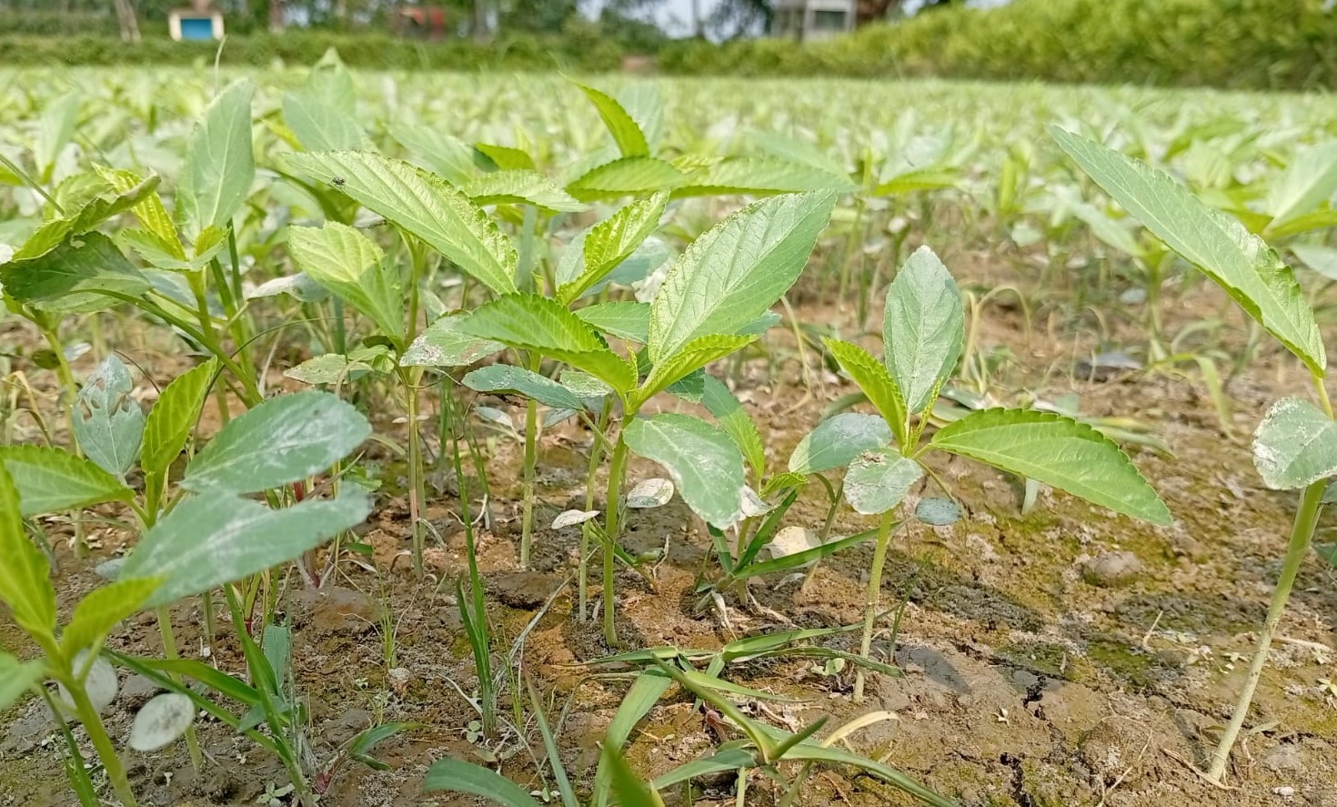 লালমনিরহাটের কৃষকেরা পাট ক্ষেত পরিচর্যায় ব্যস্ত