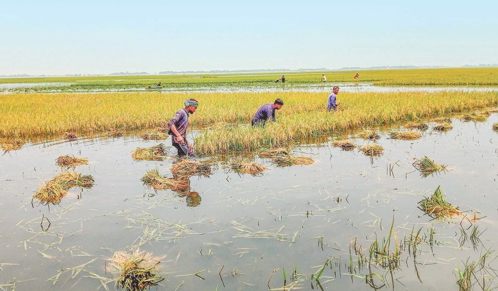 হাওরে কাঁদছে কৃষক, ভুগবে বাংলাদেশ