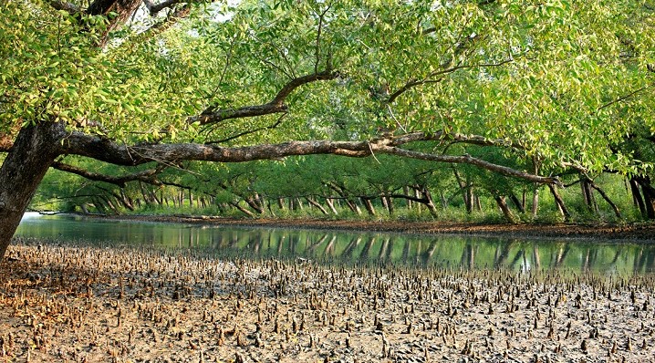 সুন্দরবনের ১০ কিমির মধ্যে শিল্পপ্রতিষ্ঠান নির্মাণ নিষিদ্ধ