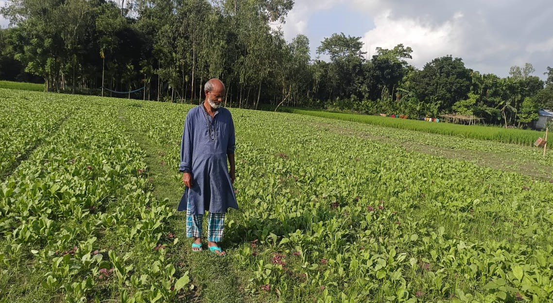 ফুলবাড়ীতে ভারী বৃষ্টিপাতে সবজি চাষিদের মাথায় হাত