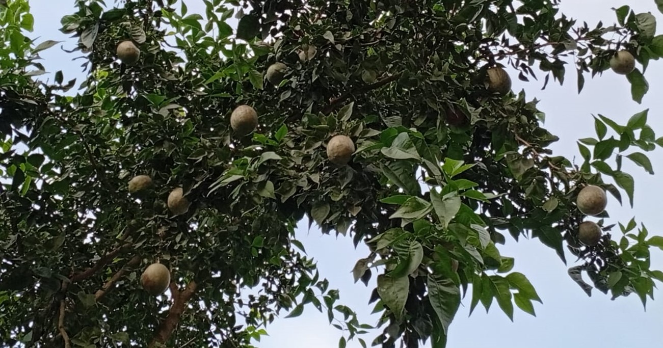 লালমনিরহাটে প্রকৃতি থেকে হারিয়ে যাচ্ছে বেল গাছ