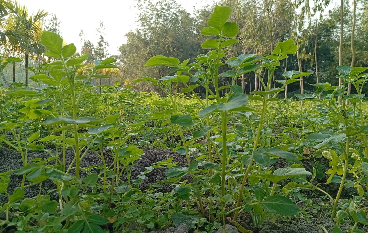 লালমনিরহাটের আগাম জাতের আলু চাষ করে লাভবান হচ্ছেন কৃষক
