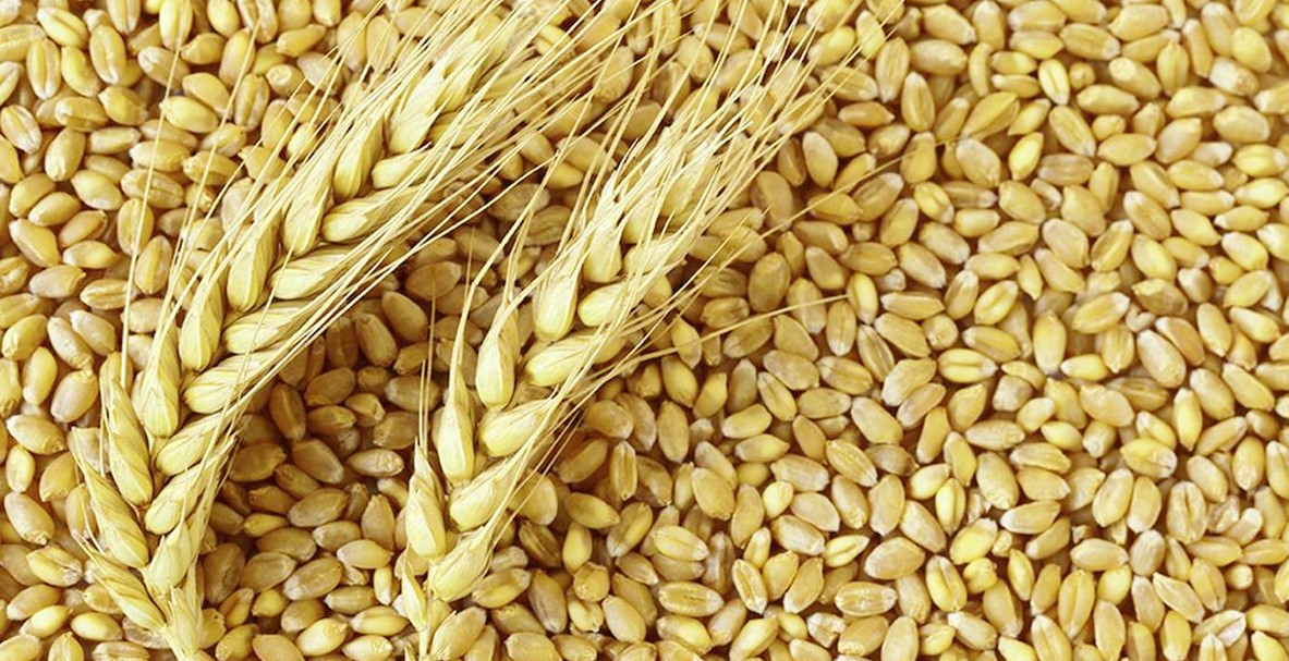 যুক্তরাষ্ট্র থেকে এলো ৬১ হাজার টন গম