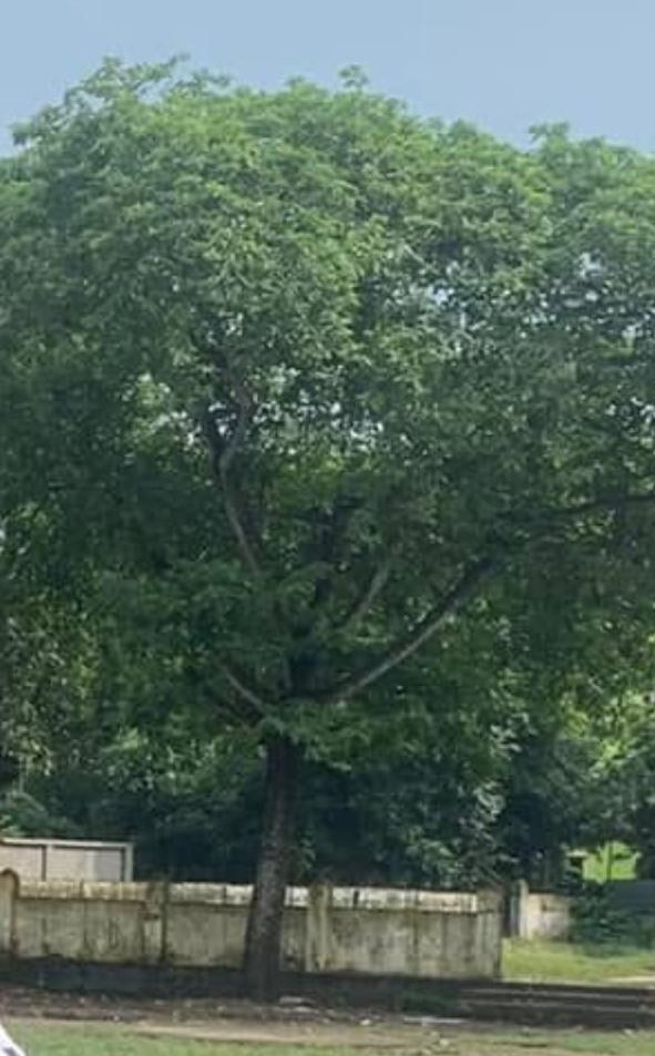 বাঞ্ছারামপুরের সেই কদম গাছটি কেটে নিলেন বিএনপি নেতা!