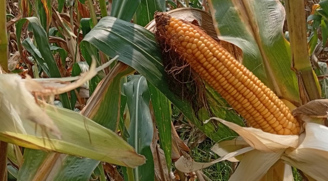 লালমনিরহাটে ভূট্টার বাম্পার ফলনের সম্ভাবনা