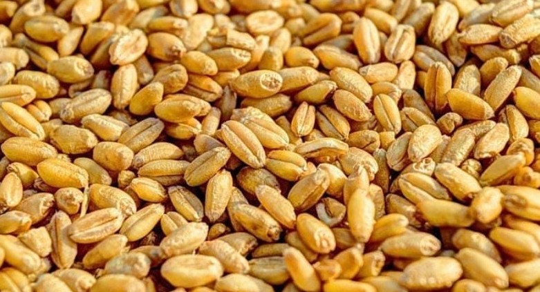 যুক্তরাষ্ট্র থেকে প্রথমবারের মতো সরকারিভাবে গম আমদানি শুরু