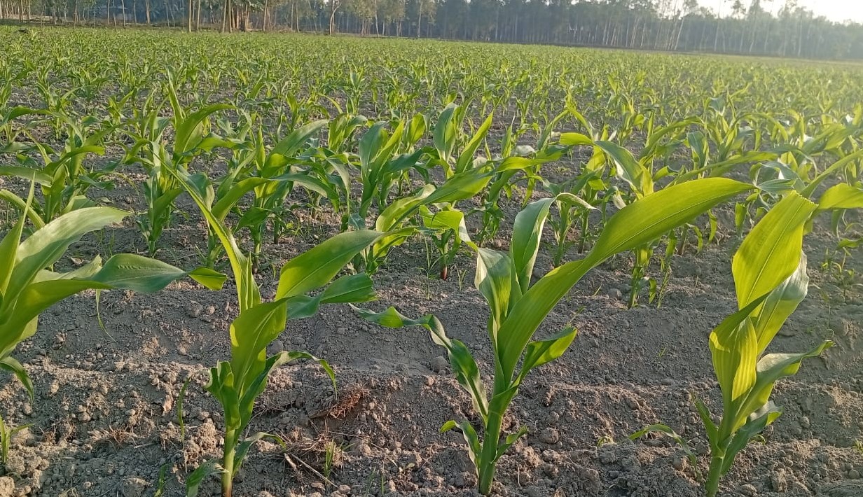লালমনিরহাটে ভূট্টার ব্যাপক আবাদ ও বাম্পার ফলনের সম্ভাবনা