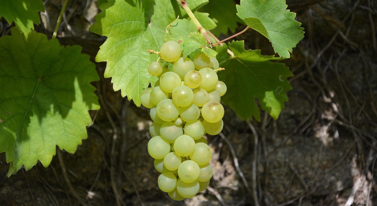 শীতে আঙুর খাবেন যে কারণে