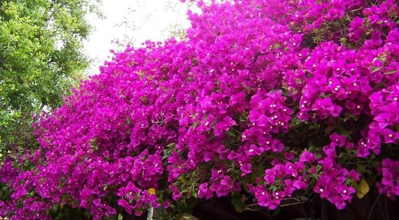 মানসিক চাপ? দূর করার সহজ একটি উপায় জেনে নিন