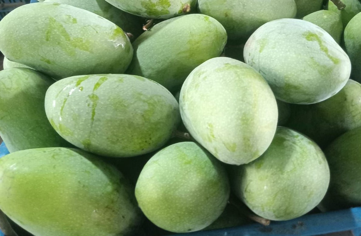 ৫ মে থেকে বাজারে পাওয়া যাবে সাতক্ষীরার আম