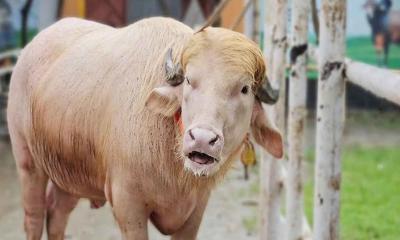 এবার কোরবানির অপেক্ষায় ‘ডোনাল্ড ট্রাম্প’