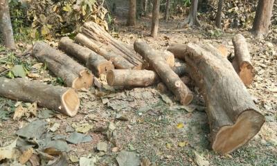 ফটিকছড়িতে সরকারি গাছ কাটার দায়ে ইউপি চেয়ারম্যান বরখাস্ত