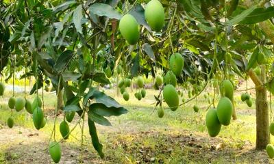 আজ থেকে বাজারে দেখা মিলবে নওগাঁর আম