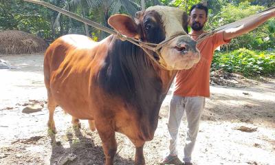 রাফির ১৫ লাখ টাকার ‘হিরো দ্যা ডন’