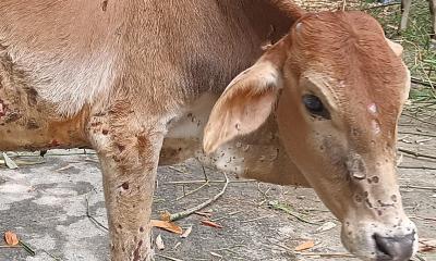 ফুলবাড়ীতে গরুর ল্যাম্পি স্কিন রোগের প্রকোপ, কৃষকের মাথায় হাত 