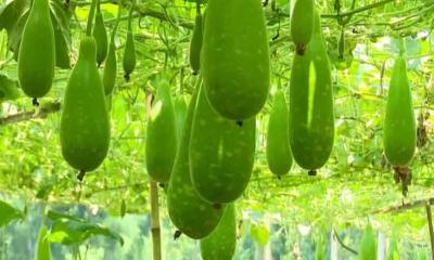 লাউ খেলে ত্বকের যেসব উপকার হয়