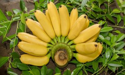 প্রতিদিন কতগুলো কলা খাওয়া যাবে?