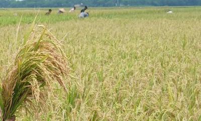 বিশ্বনাথে বোরো ধান কাটায় ব্যস্ত কৃষক