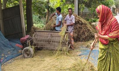 গাইবান্ধায় ইরি বোরো ধানের আগাম ব্রি ২৮ ধানের শস্য কর্তন মাড়াই