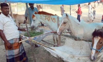 ফুলবাড়ীতে ২০১ বছরের পুরোনো বুড়া চিন্তামন ঘোড়ার মেলা